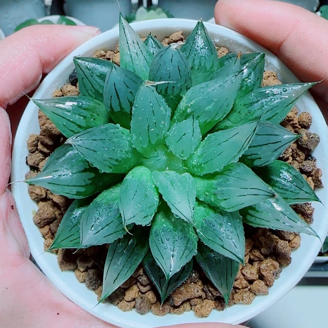 大母本冰钻多肉