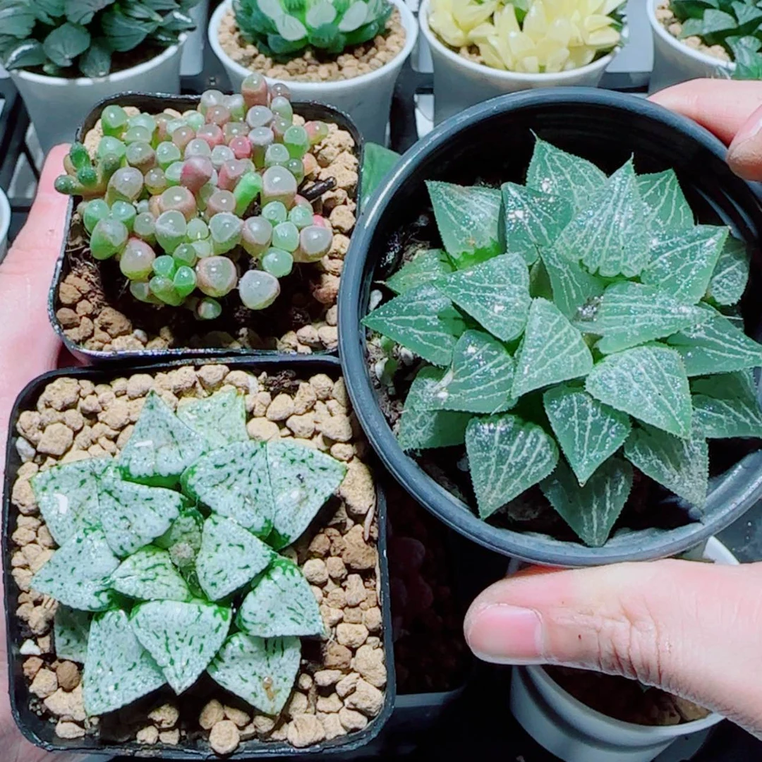 【闪购商品】3盆贵货套餐