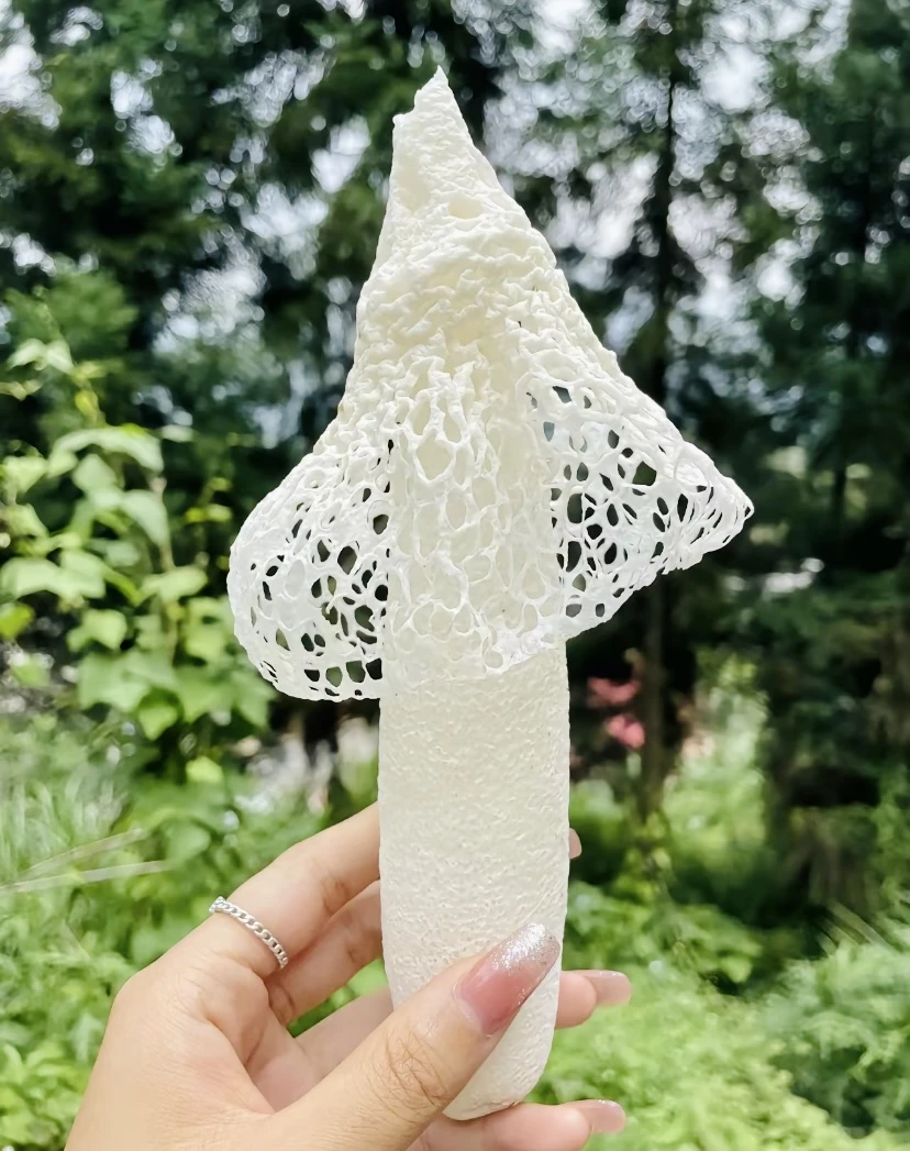 云南哀牢山新鲜 竹荪500g 冷链空运包邮