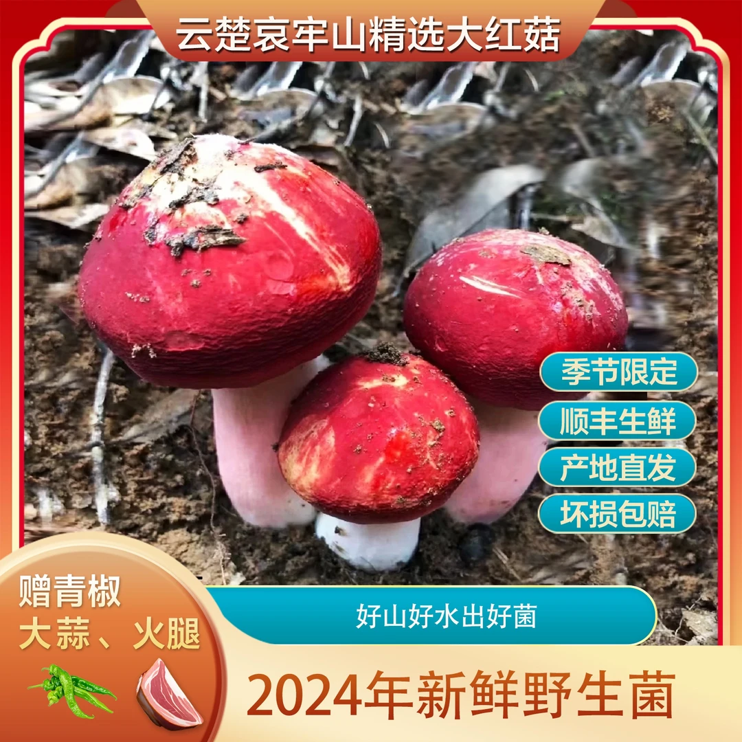 云南野生菌鲜货  大红菇 冷链空运