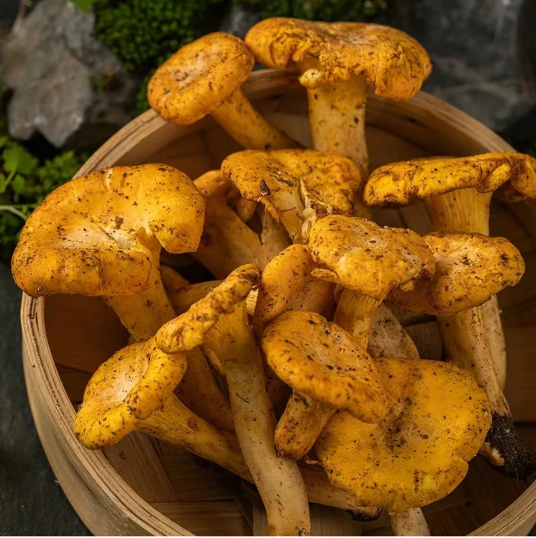 云南楚雄野生菌鲜货 鸡油菌 顺丰空运