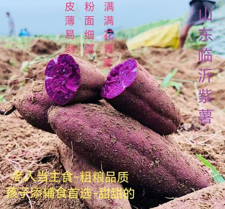 （精品）紫罗兰粉糯香甜紫薯   老少皆宜 满满的花青素
