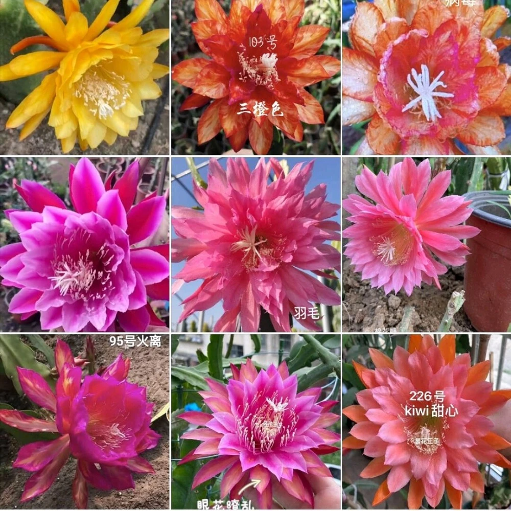 令箭荷花苗小苗混色5棵不同花色仙人剑室内花卉多肉白色粉色红色