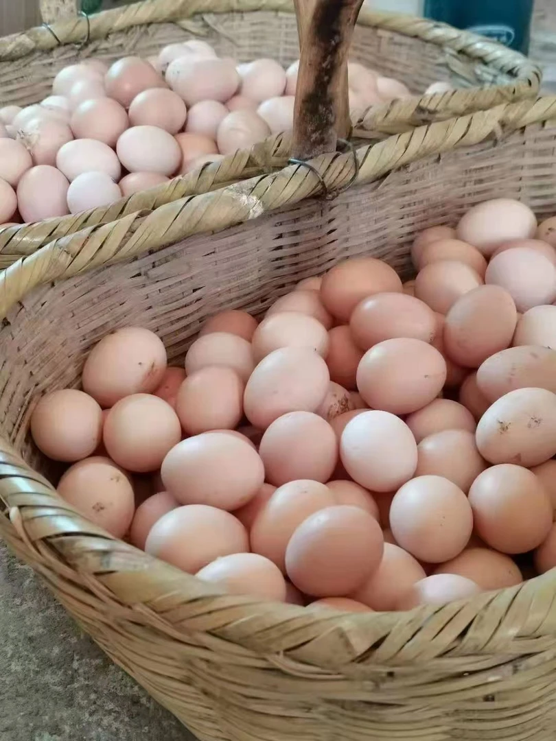 通川农户当地土鸡蛋