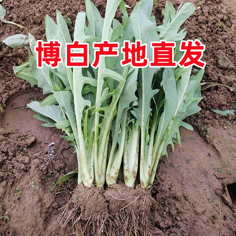 广西博白甜麦菜秧苗栽种容易带泥发货阳台盆栽新鲜蔬菜四季种子籽