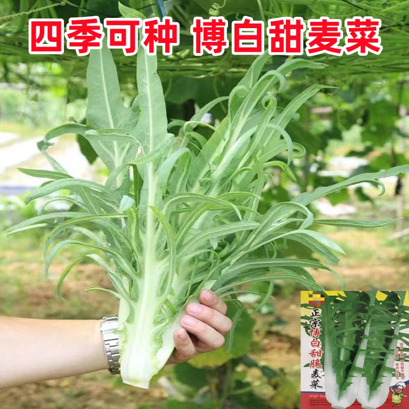 正宗广西博白甜麦菜种子白梗软脆甜口蔬菜四季播种阳台盆栽青菜籽