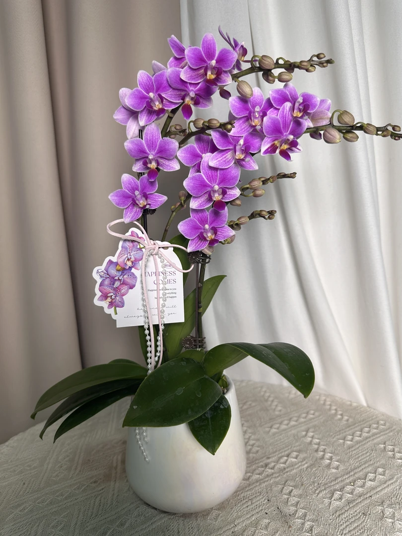 蝴蝶兰【香格里拉】3.5寸杯三花剑带香味带 室内花花 广州直发