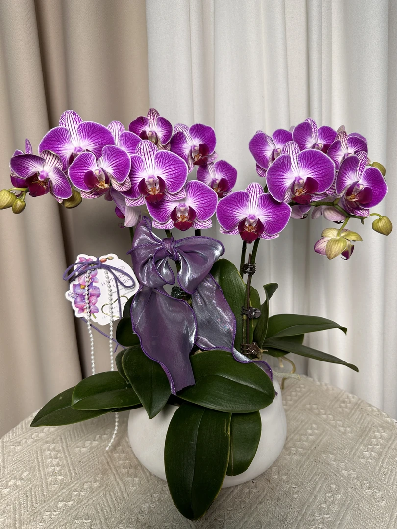 蝴蝶兰【富贵鸟】双花剑 带花发货 室内花花 广州直发