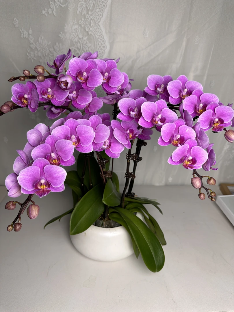 蝴蝶兰【紫霞仙子】双花剑 带花 室内花花 广州基地直发