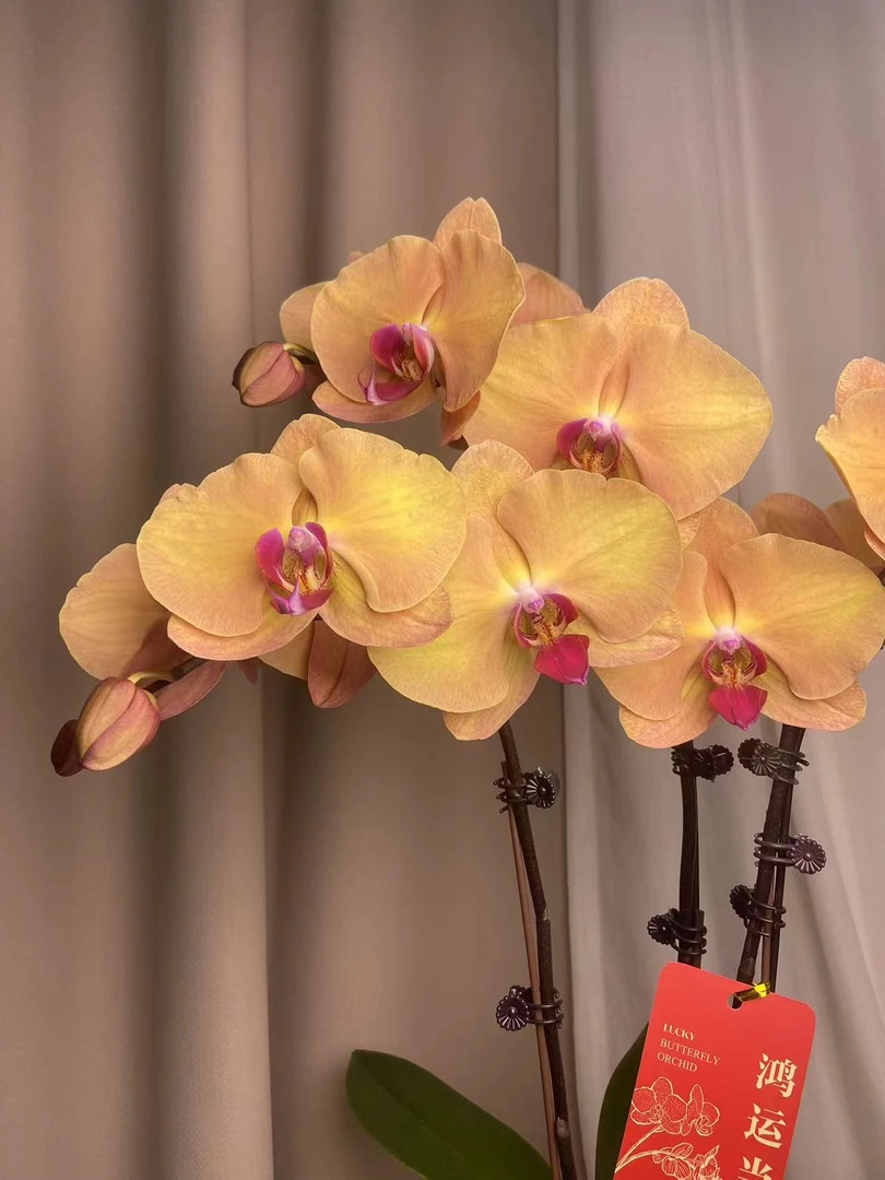 蝴蝶兰【金钻石】名贵欧品带花发货 室内花花 广州直发