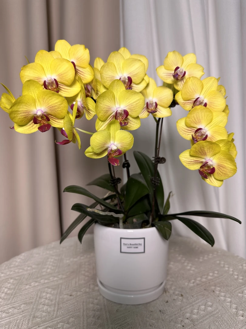 蝴蝶兰【金公主】 室内花花 广州基地直发