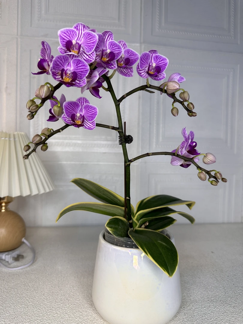 蝴蝶兰【圣地亚哥】3.0寸带花带花苞带侧枝 室内花花 广州基地直发