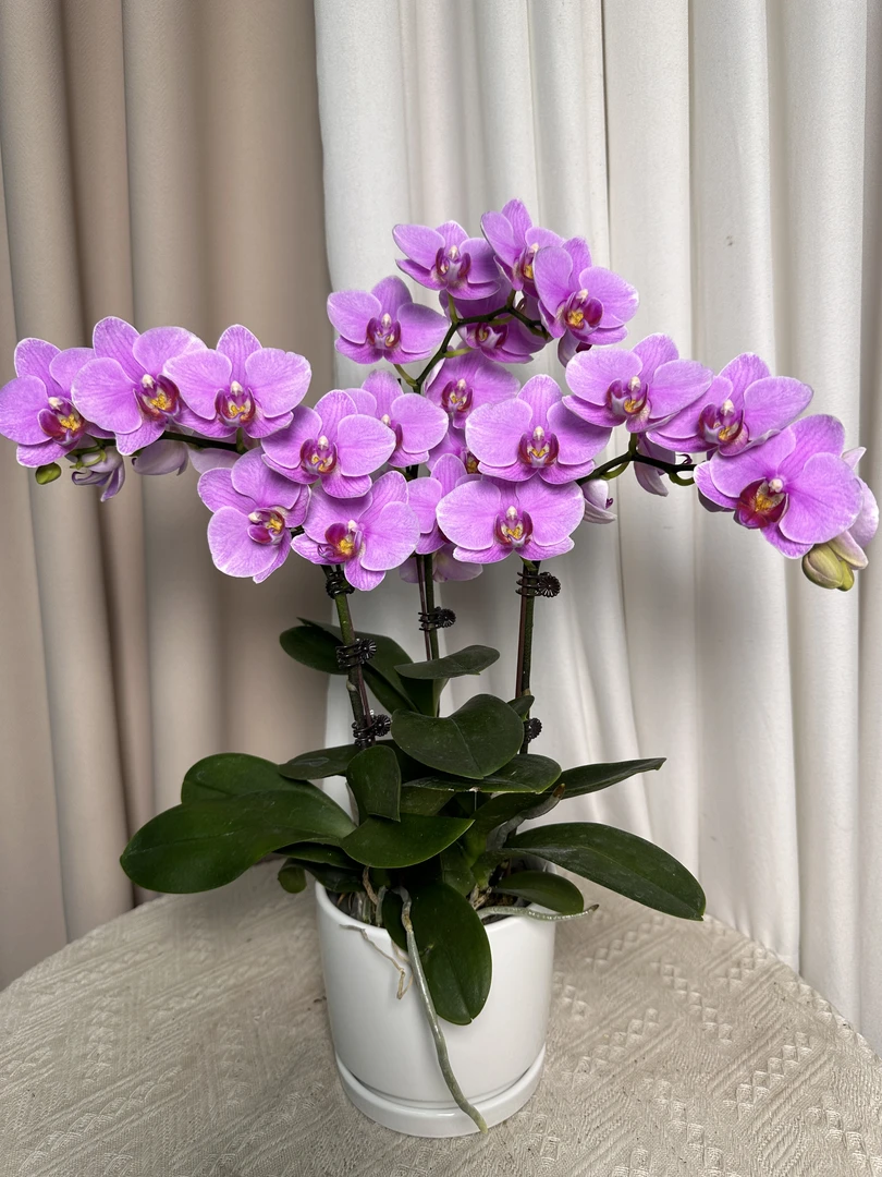 蝴蝶兰【紫蝶】欧品 室内花花 广州基地直发