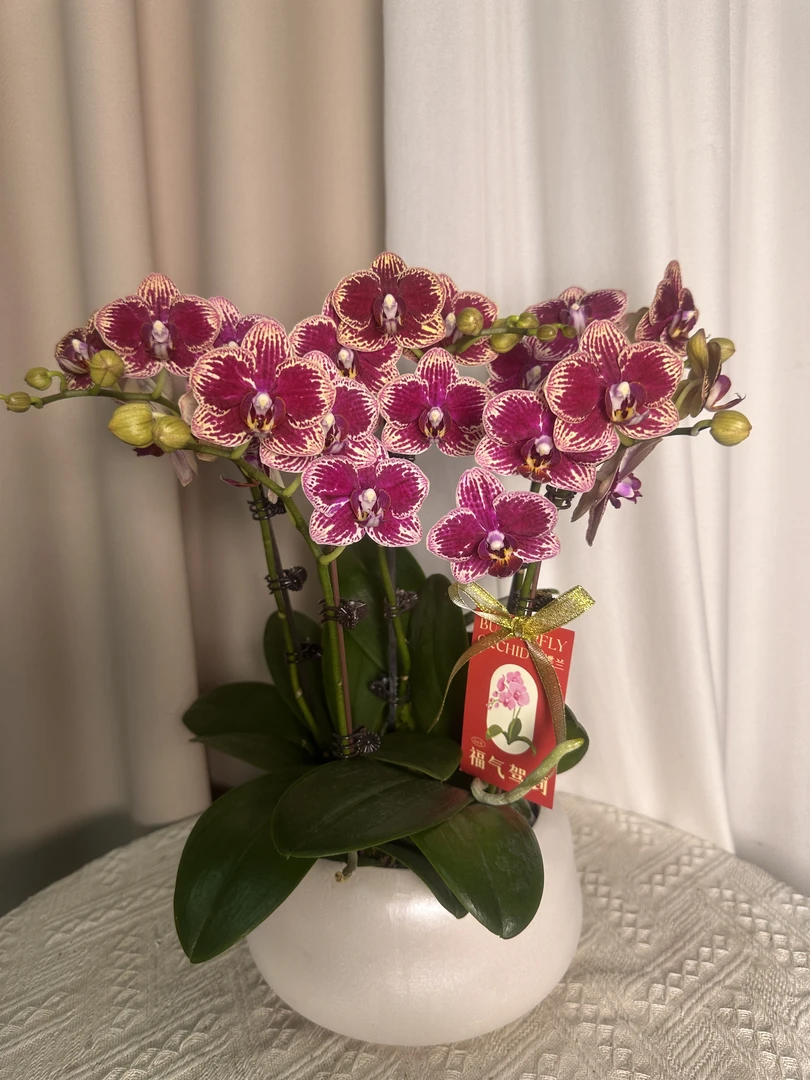 蝴蝶兰【可乐】双花剑  紫红色系 稀有色系 室内花花 广州基地直发