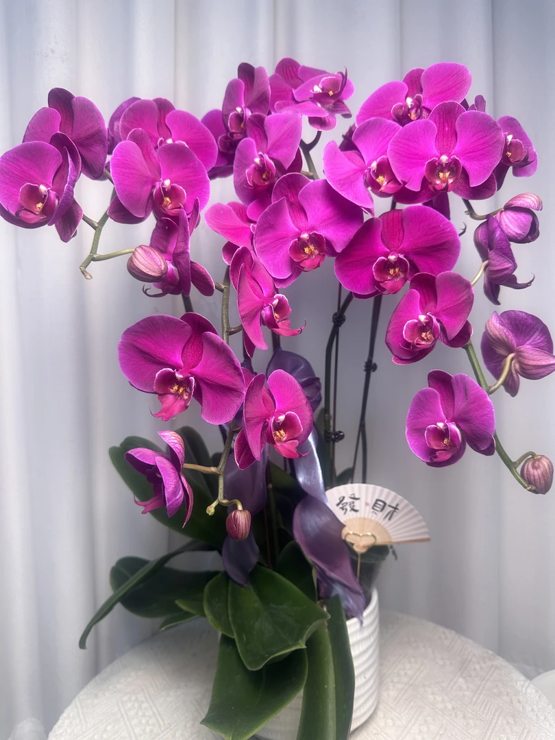 蝴蝶兰【大辣椒】超大花 红色大花 室内花花 广州基地直发