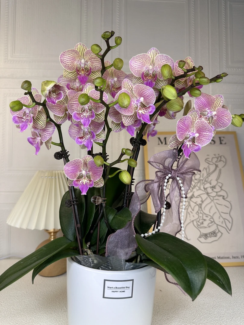 蝴蝶兰【梦幻水蜜桃】带花带花苞带侧枝 室内花花 广州基地直发