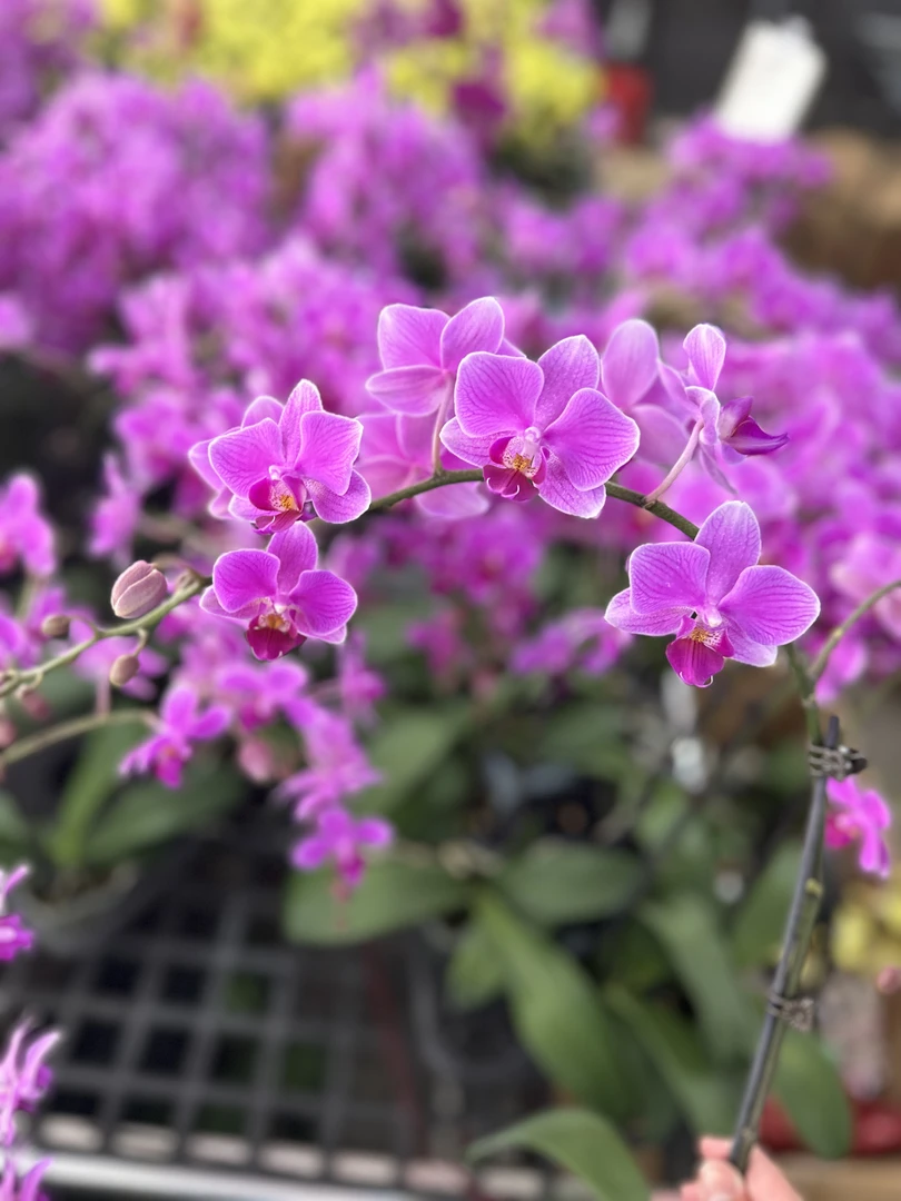 蝴蝶兰【桃红】带花带花苞带侧枝 室内花花 广州基地直发