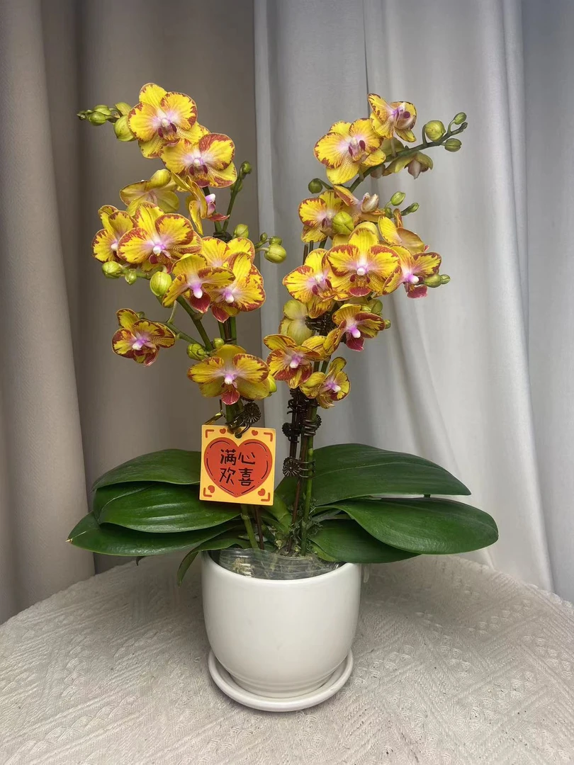 蝴蝶兰【摇钱树】带花带花苞 室内花花 广州直发