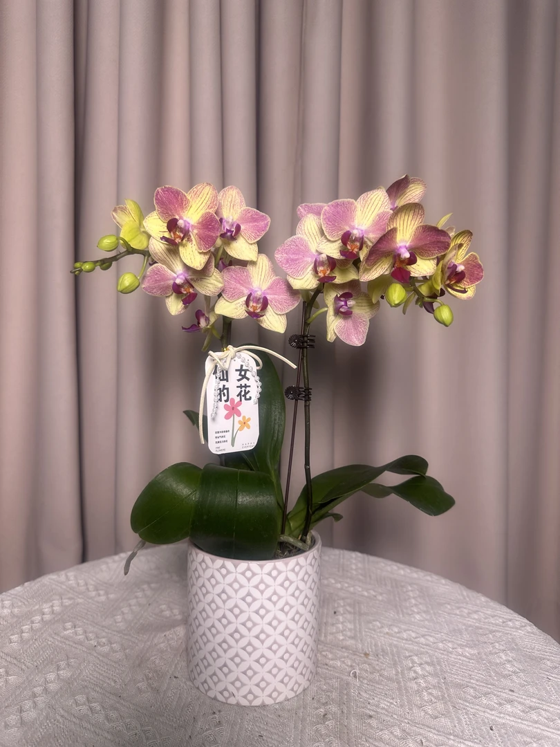 蝴蝶兰【三色鸟】蜡质花中大花 室内花花  广州基地直发