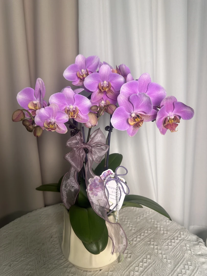 蝴蝶兰【红韵】高端花卉 室内花花  广州直发