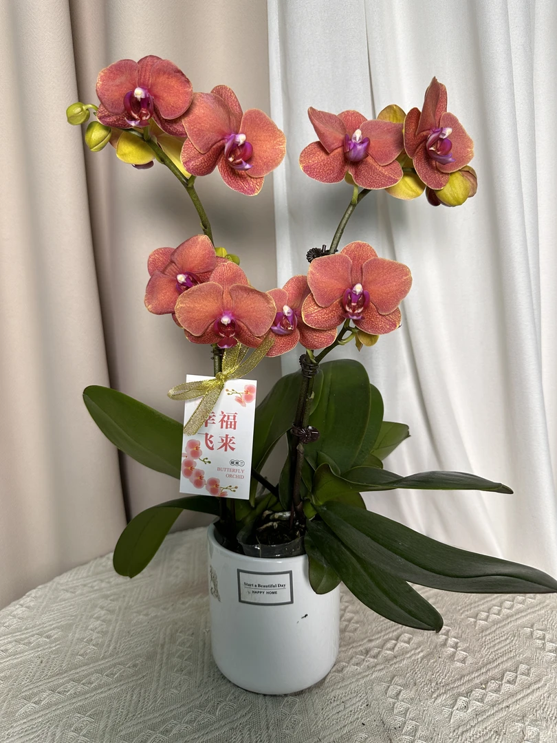 蝴蝶兰【金桔】爱马仕橙 室内花花 广州基地直发