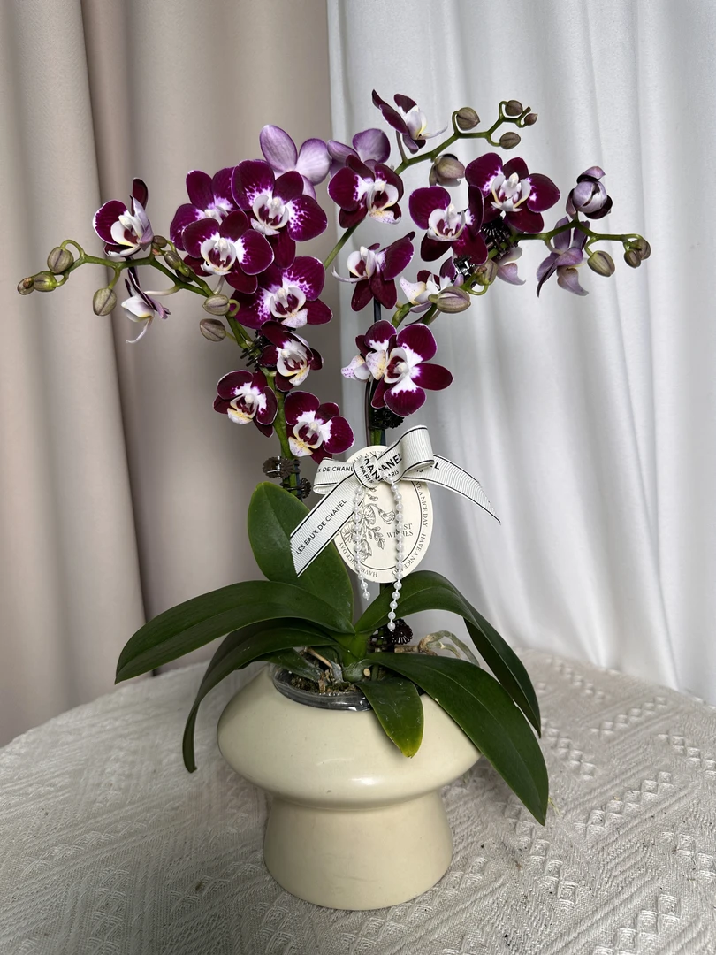 蝴蝶兰【星空】带花带花苞 室内花花 广州基地直发