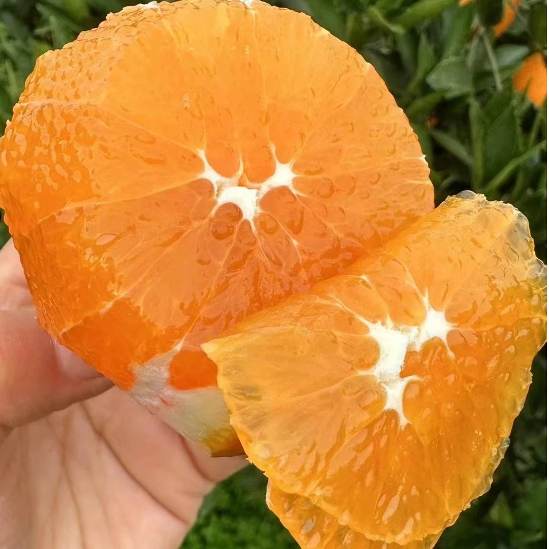 湖北秭归脐橙九月红4.5斤/9斤新鲜采摘果冻橙