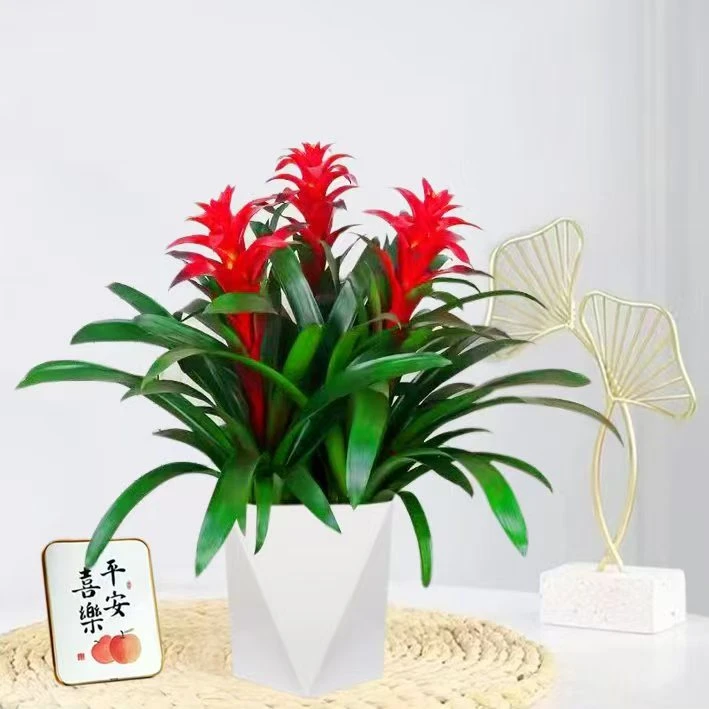 【3颗装】鸿运当头盆栽大盆客厅凤梨花卉植物室内好养活四季旺宅