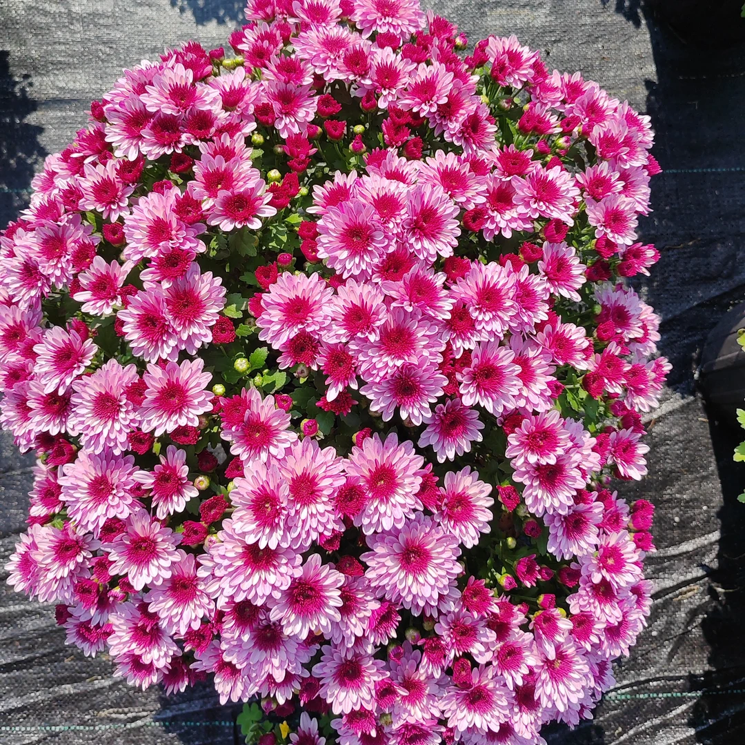 千头菊球菊糖果菊盆栽四季开花，基地直发包邮到家