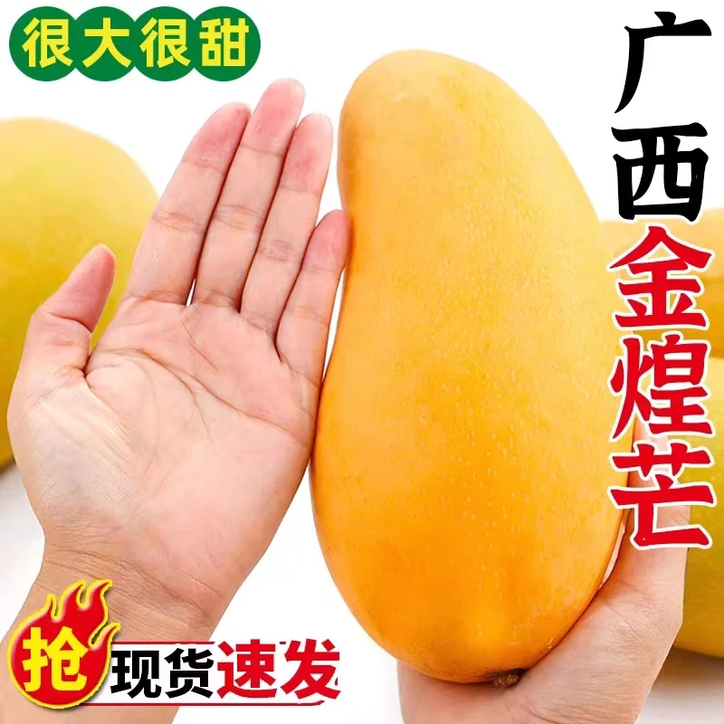 【黄皮金煌芒】广西百色黄皮套袋金煌芒3/5/10斤当季现摘纯甜水仙芒