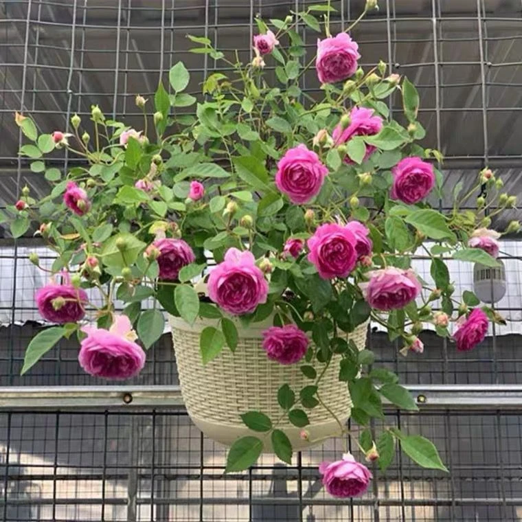 玛姬婶婶丰花微月多季开花盆栽阳台花园庭院玫瑰月季花苗浓香植物