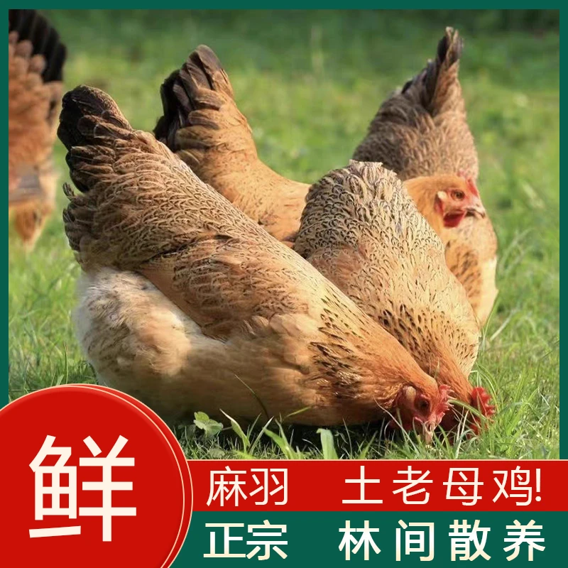 本地矮脚麻羽老母鸡林间散养1~3年农村土鸡新鲜现杀跑山鸡
