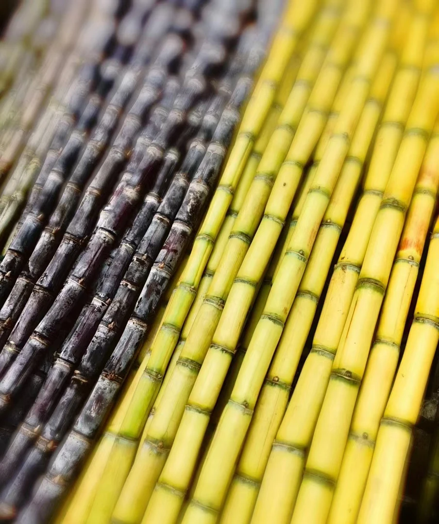 甘蔗一颗（默认切盒）