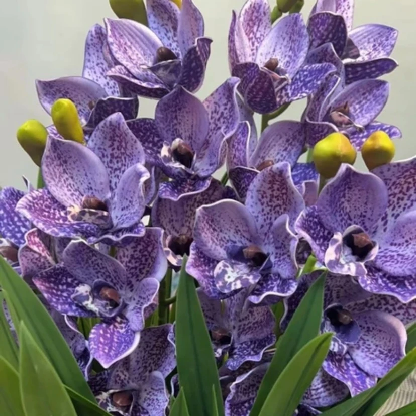 紫气东来】兰花室内盆栽地栽容易种植四季常青年宵花卉开花阳台