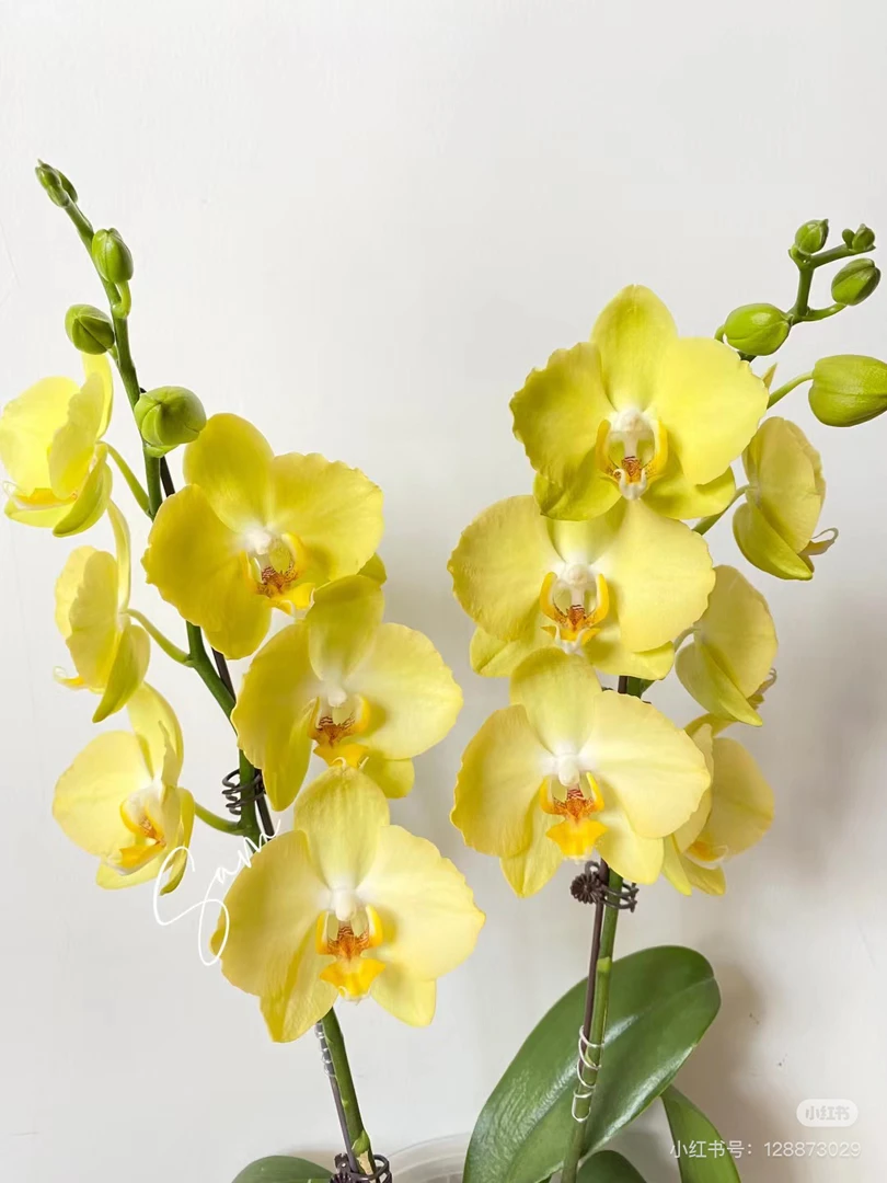 （菲拉拉）蝴蝶兰室内盆栽花卉植