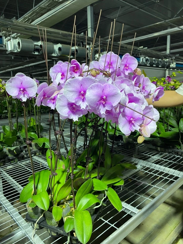 （粉迷雾）蝴蝶兰室内盆栽花卉植物