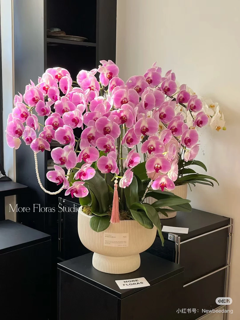 （仙桃）蝴蝶兰室内盆栽花卉植物