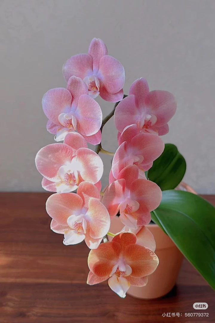 （鲑鱼）蝴蝶兰室内盆栽花卉植物