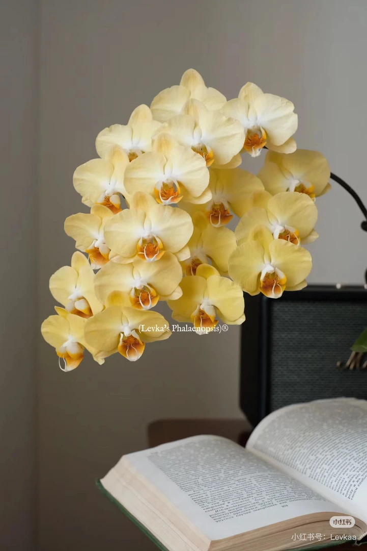 （芒果）蝴蝶兰室内盆栽花卉植物