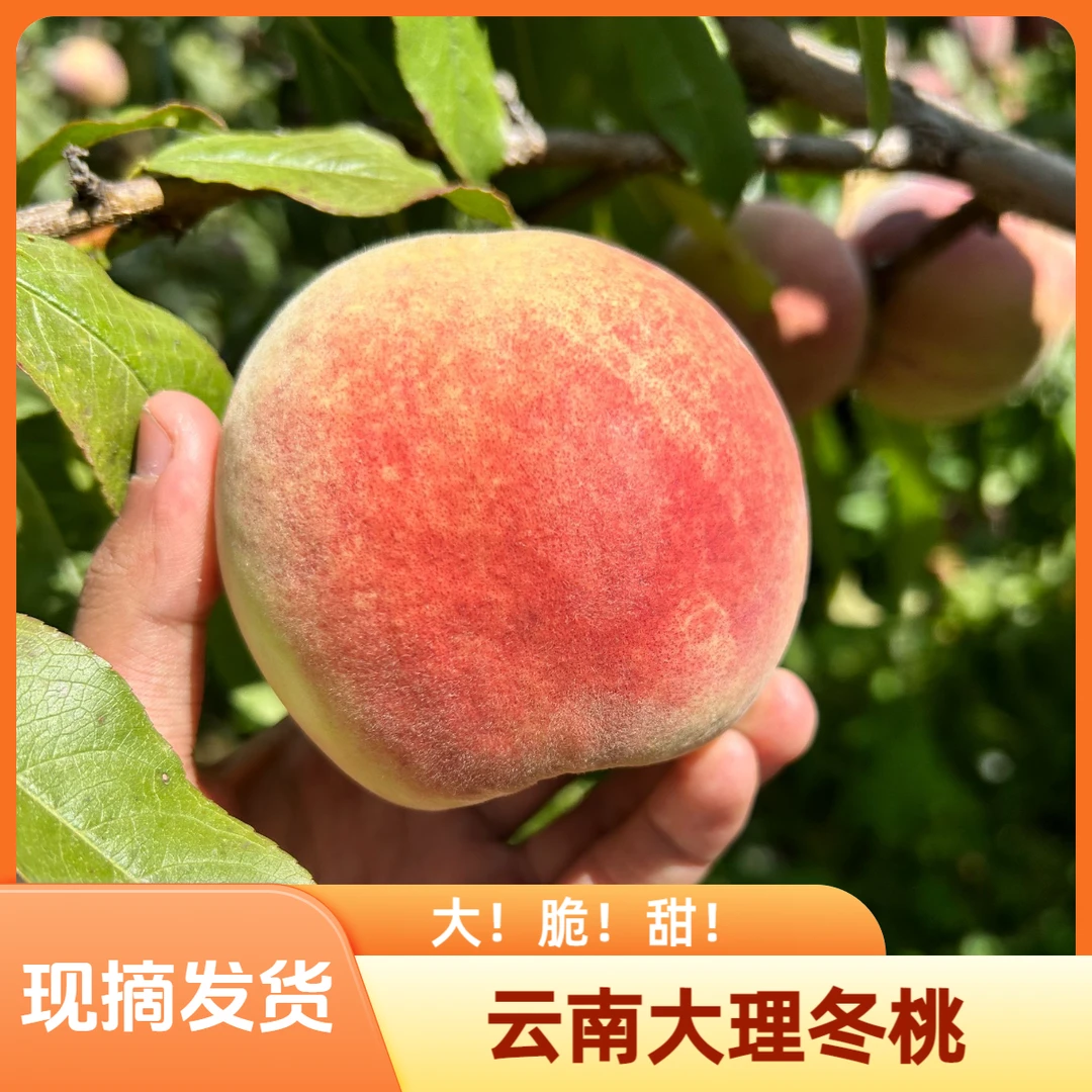冬桃冬雪蜜桃脆桃晚熟桃新鲜水果5斤包邮云南大理特产水果