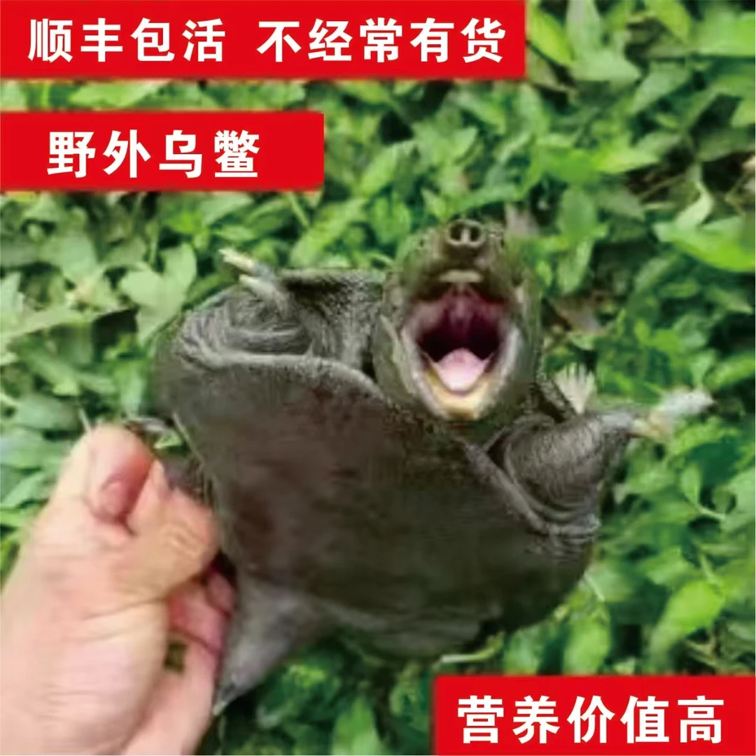 【限量乌憋】野外乌鳖生态野养肉质紧实口感粘顺丰包邮