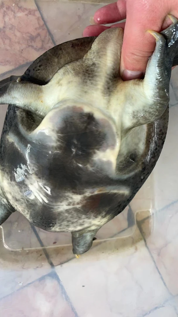 食用本地水产溪甲鱼