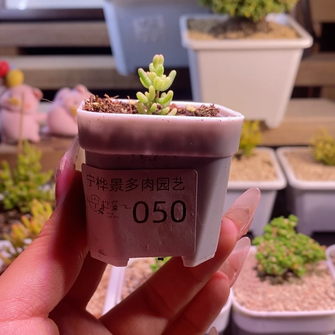 米粒锦。 福利款。