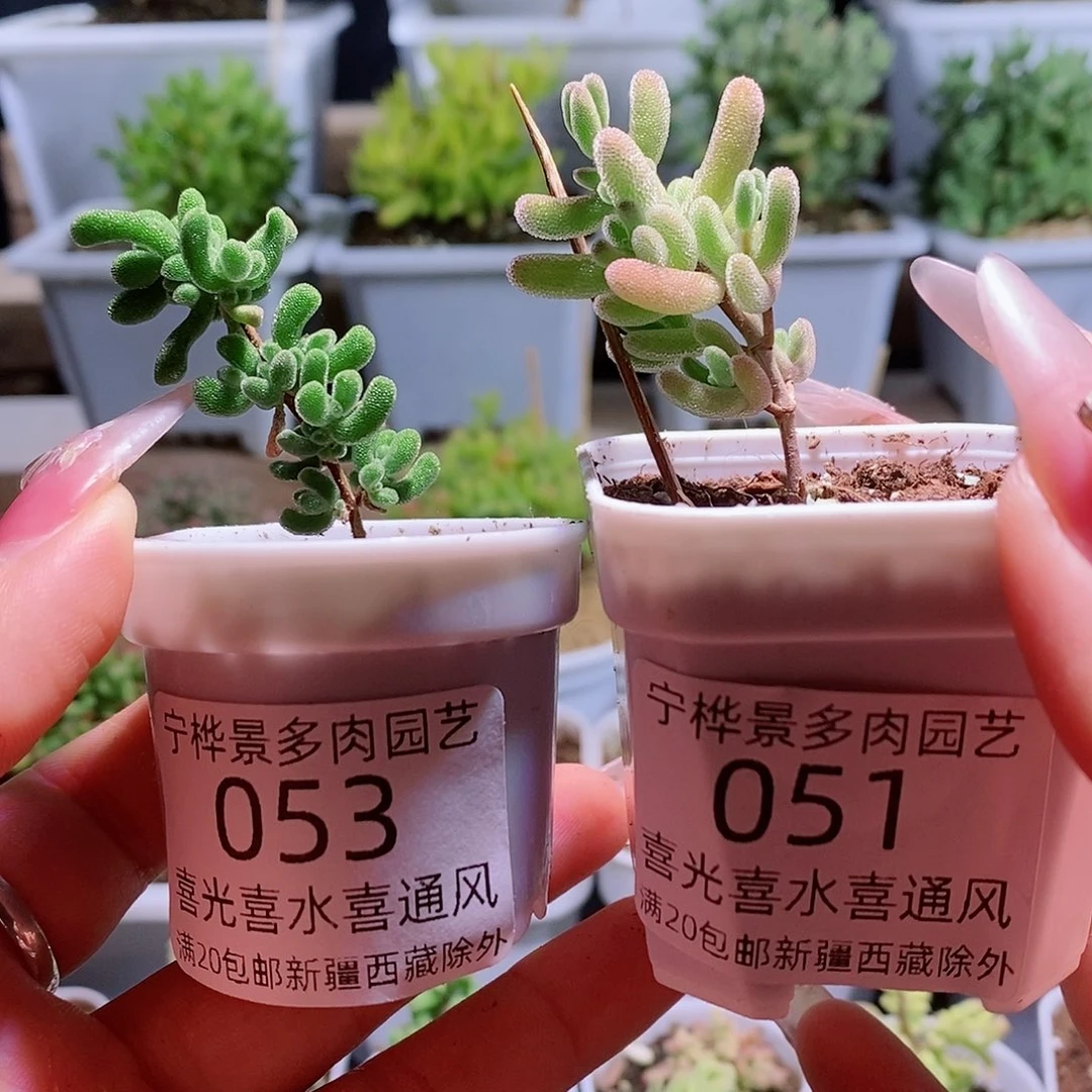 小心心。   红叶。