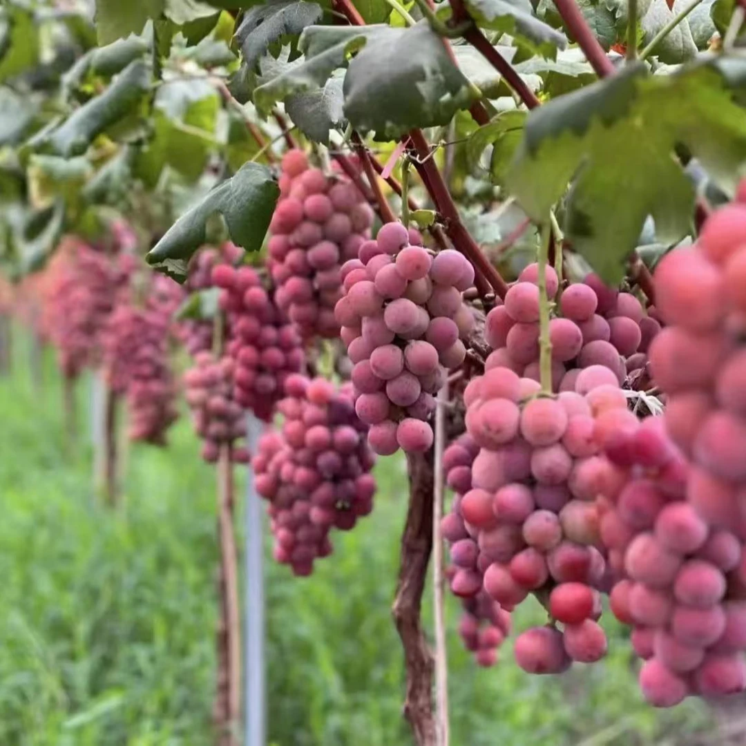 （树状葡萄树）盆栽地栽南北方种植抗严寒 耐高温