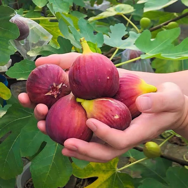 波姬红无花果树苗盆栽地栽抗严寒 耐高温