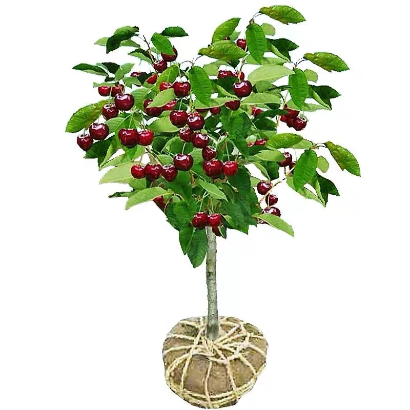 【车厘子大樱桃苗】盆栽地载阳台庭院南方北方种植樱桃树苗