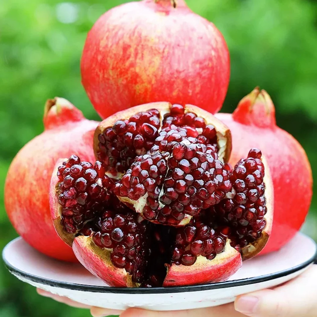 突尼斯软籽石榴树苗盆栽地栽南北方种植 抗严寒 耐高温