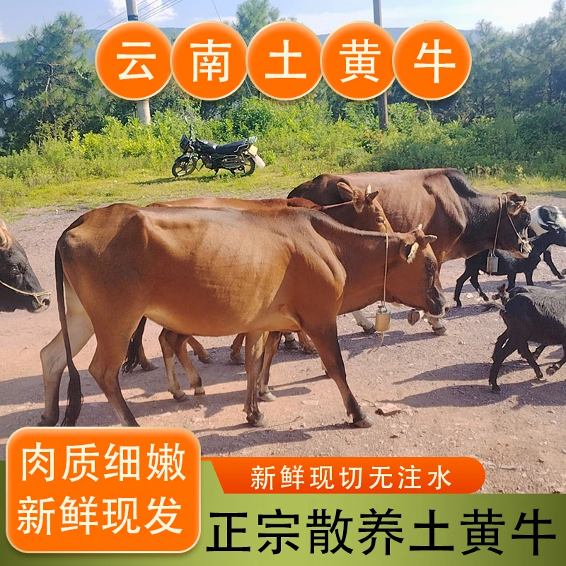 新鲜土黄牛肉正宗大理散养黄牛肉不挑部位 现宰现发3/斤5/斤装