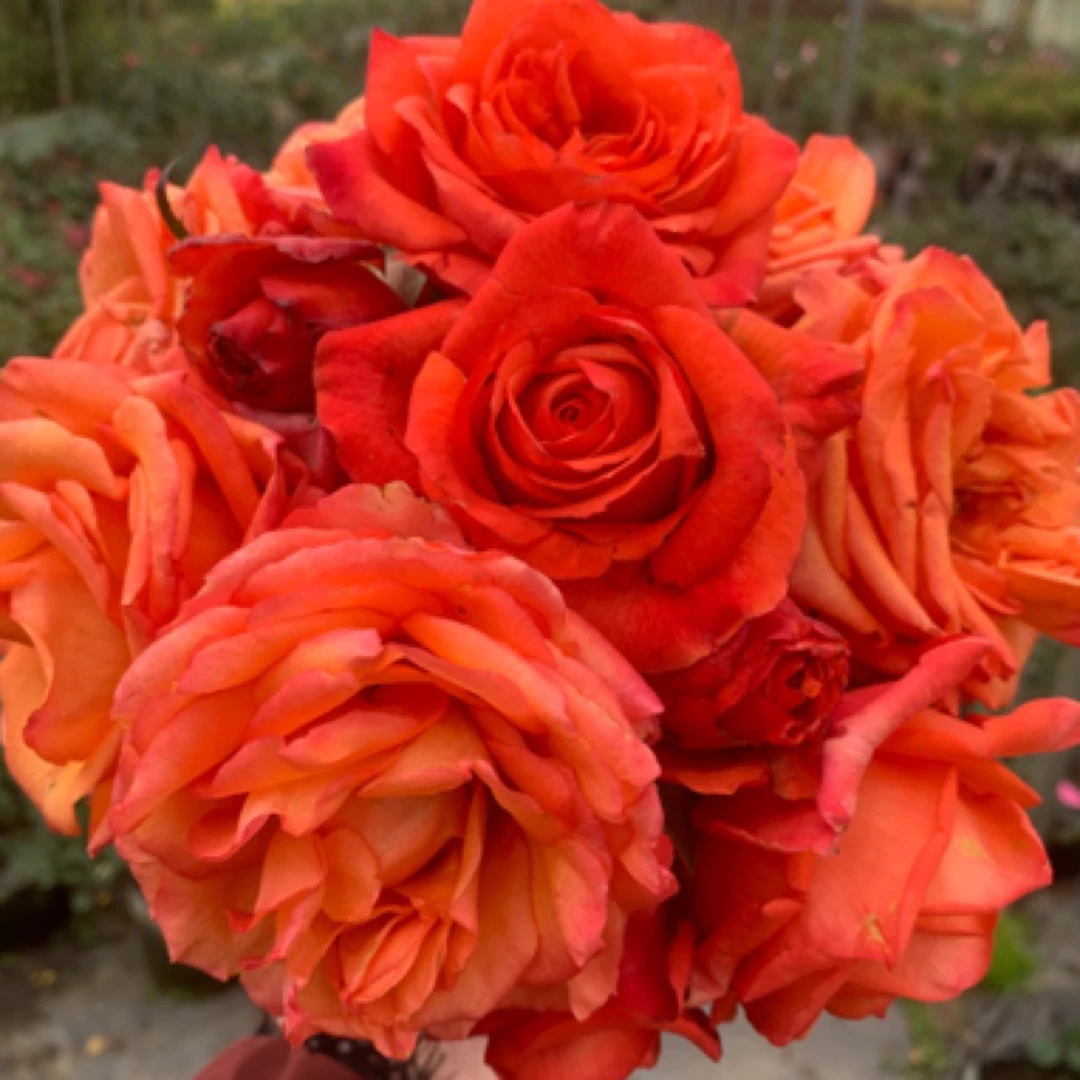 尼克玫瑰月季大苗